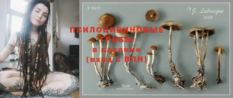 Псилоцибиновые грибы Cubensis  закладка  Заволжск 